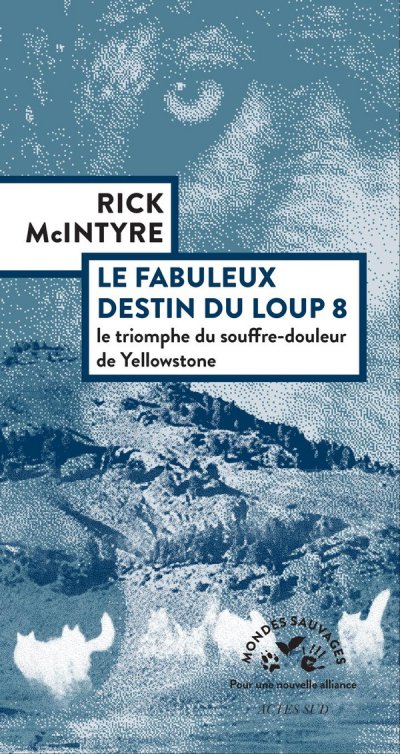 Le fabuleux destin du loup 8 - Rick McIntyre - Nouveaut�s